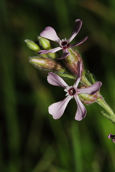 Silene gallica / Silene gallica